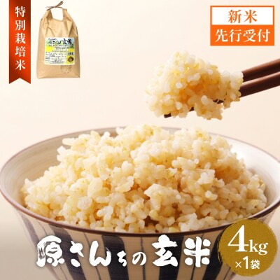 【令和8年産米先行受付】原さんちのお米 玄米 4kg ひとめぼれ 米 お米 こめ コメ