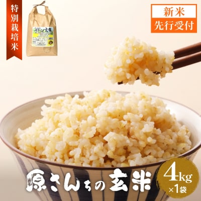 【令和8年産米先行受付】原さんちのお米 玄米 4kg ひのひかり 米 お米 こめ コメ