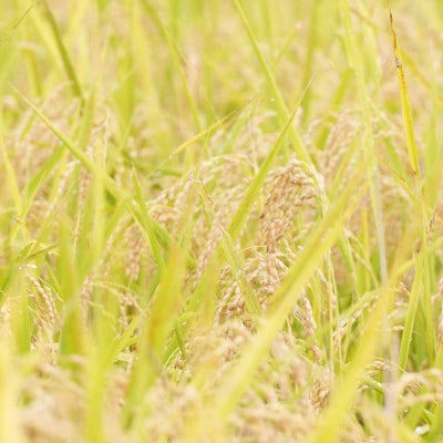 【令和7年産 】有機JAS認定「奇跡のお米 神宝米」玄米3kg