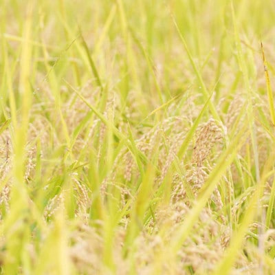 【令和7年産 】有機JAS認定「奇跡のお米 神宝米」白米3kg