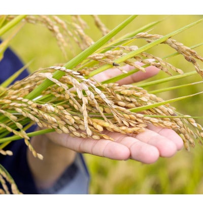 【令和7年産 】有機JAS認定「奇跡のお米 神宝米」白米3kg