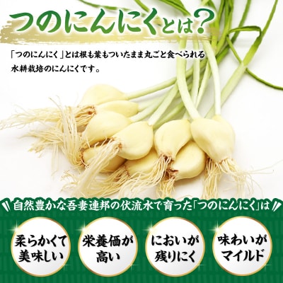 つのにんにく 10本 × 4袋 計40本 発芽にんにく 水耕 栽培 スプラウト ニンニク