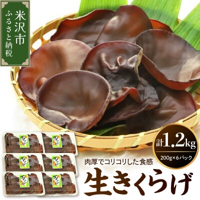 生きくらげ 計1.2kg(200g×6パック)〔 2026年 6月 ～ 10月 中旬頃お届け 〕
