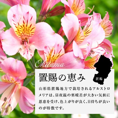 アルストロメリア ホワイト系 1束 10本入り 切花 2026年4月～7月上旬頃 お届け予定