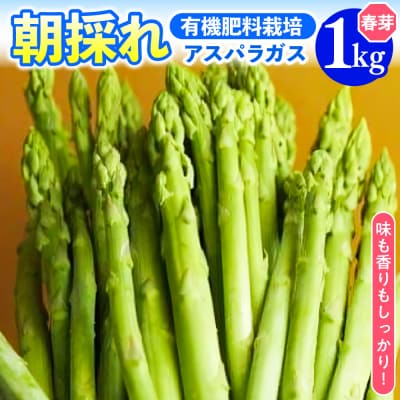《 先行受付 》【 令和7年産 春芽 】 アスパラガス 1kg 1箱