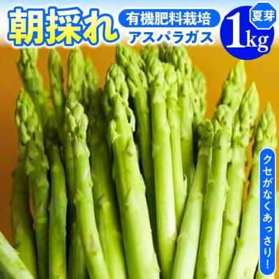 《 先行受付 》【 令和8年産 夏芽 】 アスパラガス 1kg 1箱