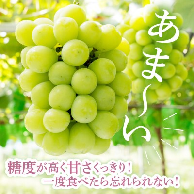 【先行受付】 令和8年産 冬のシャインマスカット 1房 約700g
