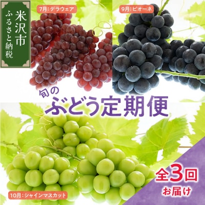 【先行受付】定期便 令和8年産 ぶどうの定期便 全3回 配送
