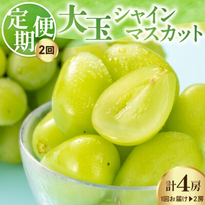 【先行受付】 定期便 令和8年産 大玉 シャインマスカット 2房(1.4kg)×2回