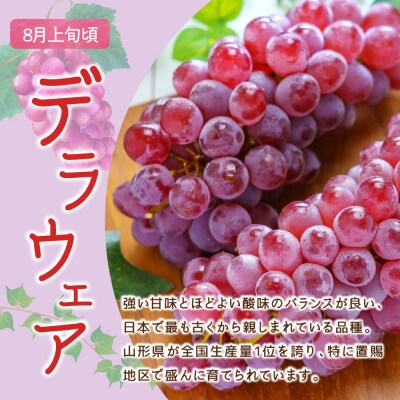 【先行受付】 令和8年産 ぶどう 種無し デラウェア 約1kg 5房 ～ 9房