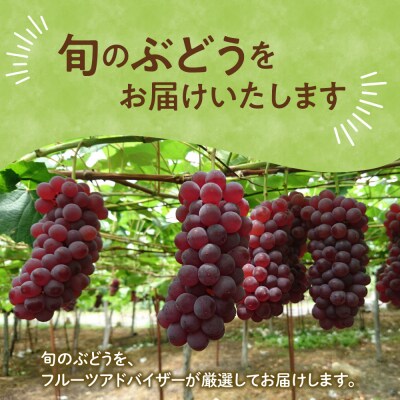 【先行受付】 令和8年産 ぶどう 種無し デラウェア 約1kg 5房 ～ 9房