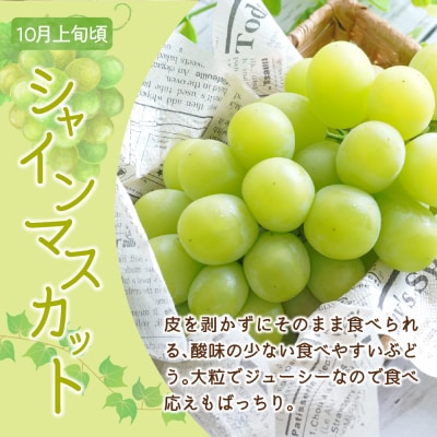 【令和8年産】シャインマスカット 1房(700g)〔2026年10月上旬頃～お届け〕