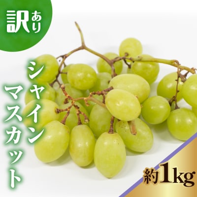 令和7年産 訳ありシャインマスカット1kg