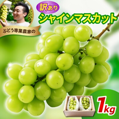 令和8年産 訳あり シャインマスカット 1kg