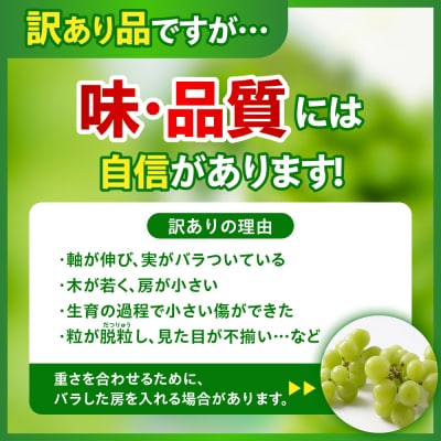 【先行予約】 令和8年産 訳あり シャインマスカット 1kg 2026年9月上旬頃～お届け予定