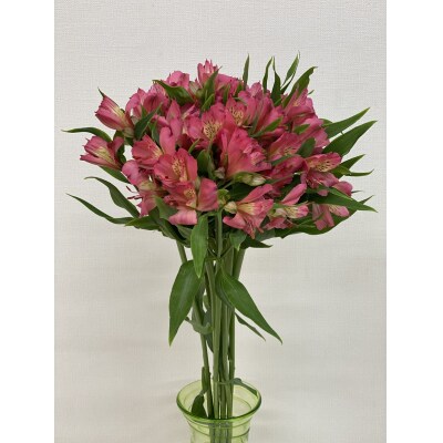 アルストロメリア 1束 ( 10本 入り ) 〔 ピンク系 〕 花 生花