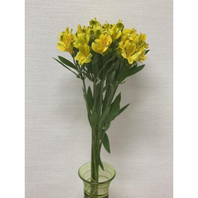 アルストロメリア 1束 ( 10本 入り ) 〔 イエロー系 〕 花 生花