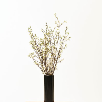 【先行受付】 【ひなまつり用】 啓翁桜 ( けいおうざくら ) 80cm×8本 切り花