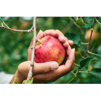 果汁 100% まるごと りんご ジュース 720ml 3本セット