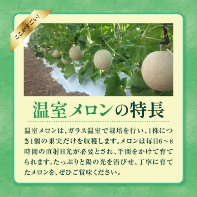 【先行受付】 数量限定 令和8年産 温室 メロン マスクメロン 2玉 (約3～4kg)