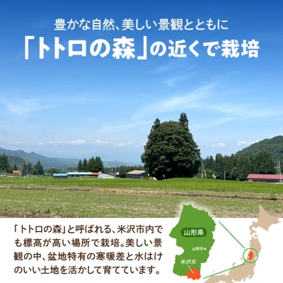 【先行受付】令和8年産 とうもろこし 12本～14本 サニーショコラ ライラ