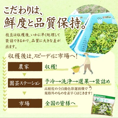 【先行受付】令和8年産 枝豆 上杉まめ 250g × 8袋 計2kg 1箱 品種 おまかせ