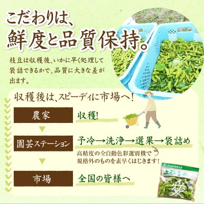 【先行受付】令和8年産 枝豆 上杉まめ 秘伝 250g × 8袋 計2kg 1箱