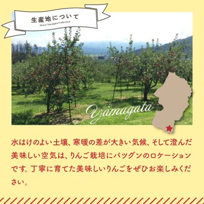 【先行予約】令和8年産 訳ありりんご サンふじ 約10kg 2026年11月中旬～12月上旬頃お届け