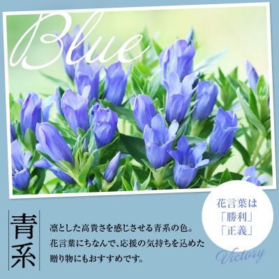 【先行受付】 りんどう 青系 1束 10本入り 切花