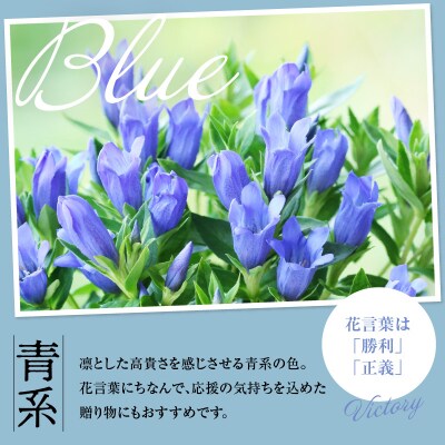 【先行受付】 りんどう 青系 1束 10本入り 花 生花 切花
