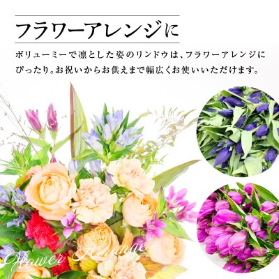 【先行受付】 りんどう 青系 1束 10本入り 花 生花 切花