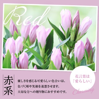 【先行受付】 りんどう 赤系 1束 10本入り 切花   2026年8月上旬～9月中旬お届け予定