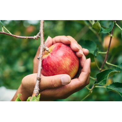 紅玉 クラフトコーラ 150ml 2本セット