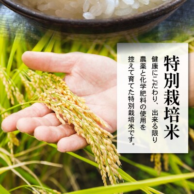 【先行予約】令和8年産 特別栽培米 つや姫 10kg ( 5kg×2袋 )