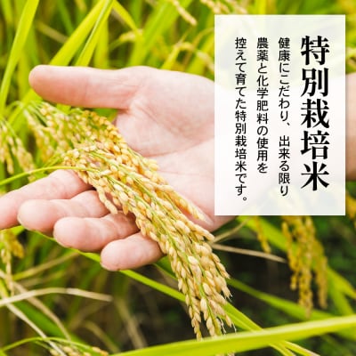 【先行予約】令和8年産 特別栽培米ミルキークイーン2合8袋 セット(1袋 300g)計2.4kg 