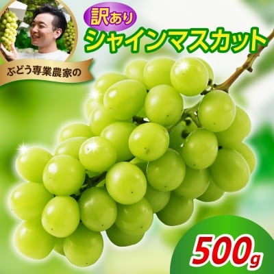 【先行受付】 令和8年産 訳あり シャインマスカット 500g