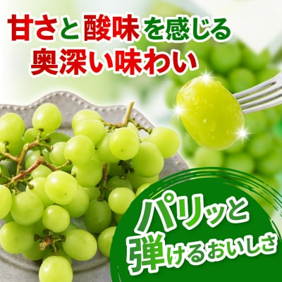 【先行受付】 令和8年産 訳あり シャインマスカット 500g