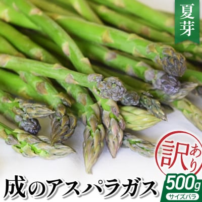 【 令和8年産 】 成のアスパラガス　訳あり　500g(サイズバラ)夏芽 