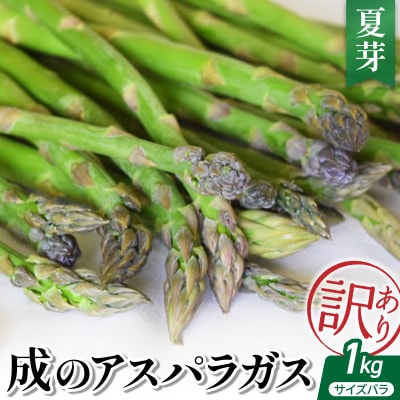 【 令和8年産 】 成のアスパラガス　訳あり　1kg(サイズバラ)夏芽 