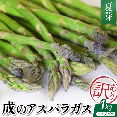【 令和8年産 】 成のアスパラガス　訳あり　1kg(サイズバラ)夏芽 
