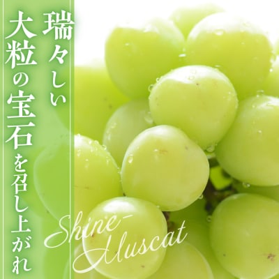 【先行予約】 【数量限定】 令和8年産 シャインマスカット 約1.3kg 2～3房