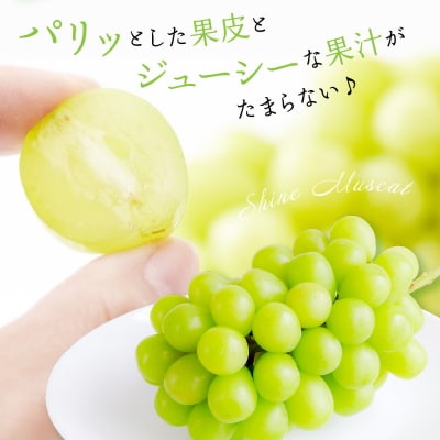 【先行予約】 【数量限定】 令和8年産 シャインマスカット 約1.3kg 2～3房