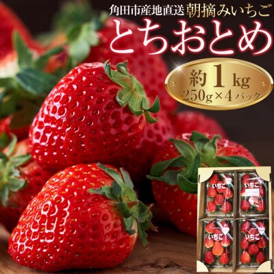 【角田市産地直送】朝摘みいちご「とちおとめ」合計約1kg(250g×4パック)