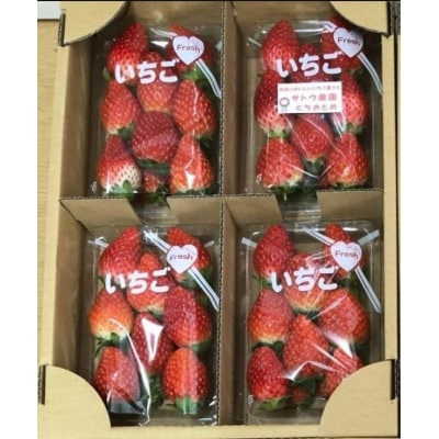 【角田市産地直送】朝摘みいちご「とちおとめ」合計約1kg(250g×4パック)