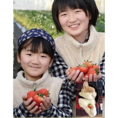 【角田市産地直送】朝摘みいちご「とちおとめ」合計約1kg(250g×4パック)