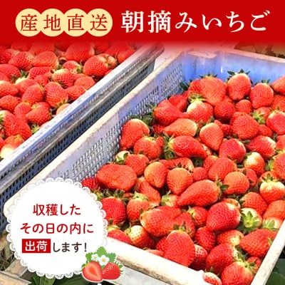 朝摘みいちご「とちおとめ」約1kg(250g×4)