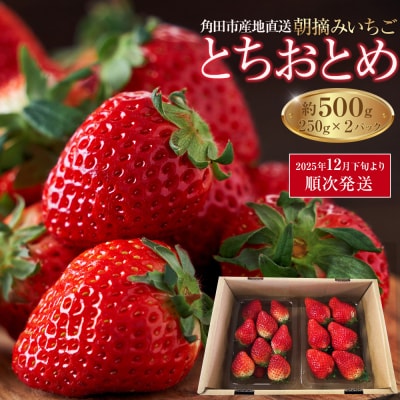 【先行予約】朝摘みいちご「とちおとめ」約500g(250g×2)【2025年12月下旬以降順次発送】