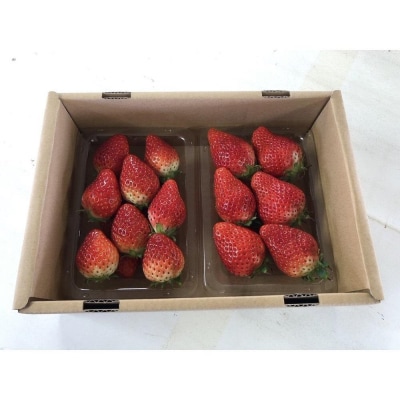 【角田市産地直送】朝摘みいちご「とちおとめ」合計約500g(250g×2パック)