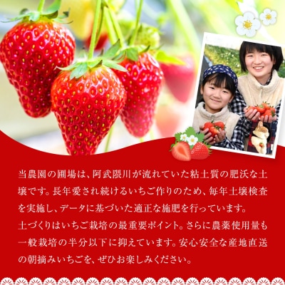 朝摘みいちご「とちおとめ」約500g(250g×2)