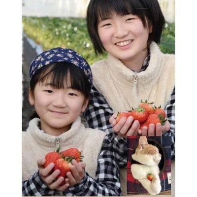 【先行予約】朝摘みいちご「とちおとめ」約500g(250g×2)【2025年12月下旬以降順次発送】